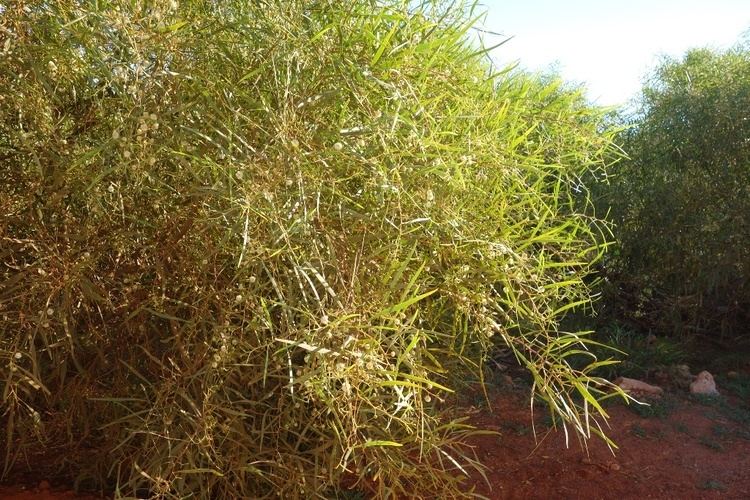 Acacia ampliceps Acacia ampliceps northwestplants