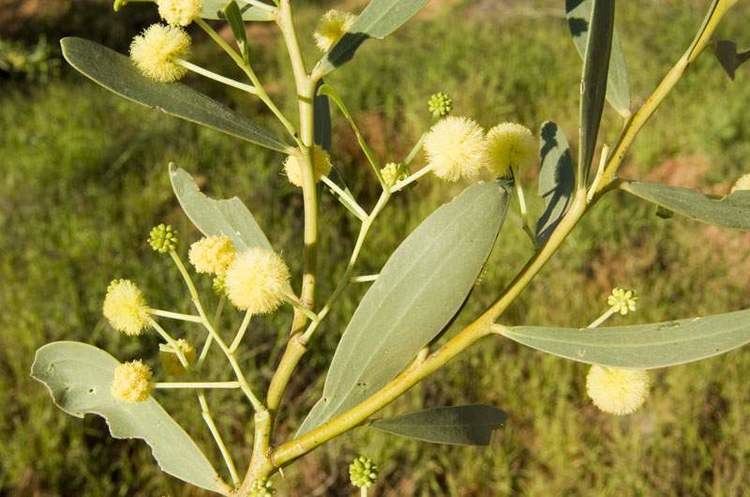 Acacia ampliceps Factsheet ampliceps x bivenosa