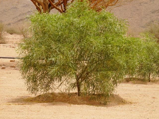 Acacia ampliceps on Twitter quot acacia