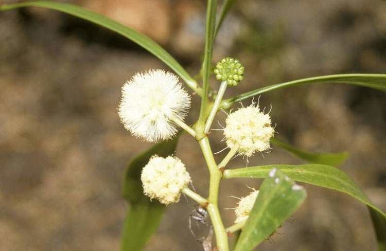 Acacia ampliceps Factsheet ampliceps