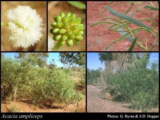 Acacia ampliceps Acacia ampliceps Maslin FloraBase Flora of Western Australia