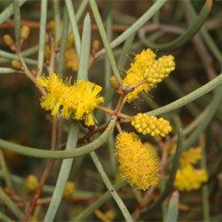 Acacia aneura Acacia aneura Growing Native Plants