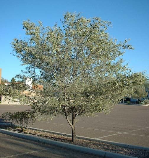Acacia aneura wwwpublicasueducamartinplantsPlant20html2