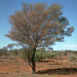 Acacia aneura Acacia aneura Growing Native Plants