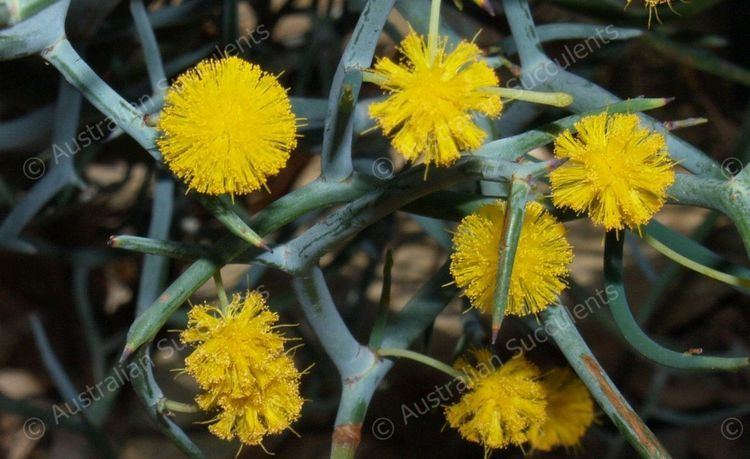 Acacia aphylla Australian Succulents Acacia aphylla Mimosaceae