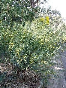 Acacia aphylla httpsuploadwikimediaorgwikipediacommonsthu