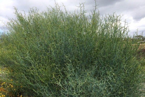 Acacia aphylla Acacia Aphylla Off Track ABC Radio National Australian