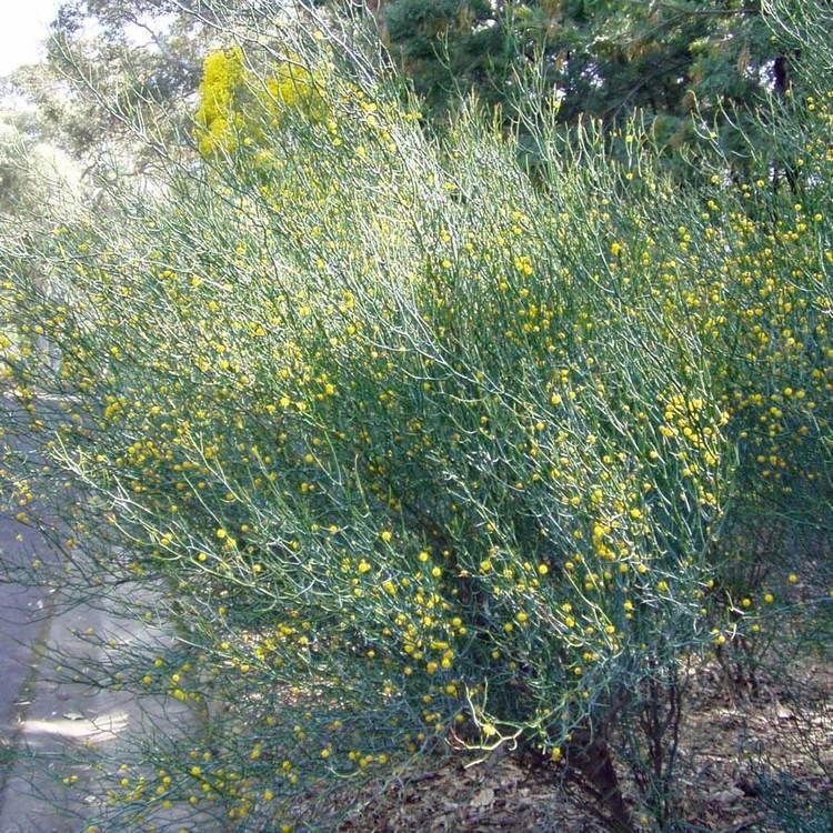 Acacia aphylla Australian Seed ACACIA aphylla