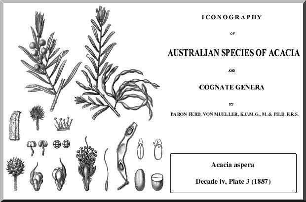 Acacia aspera worldwidewattlecomspeciesgalleryimagesasperam