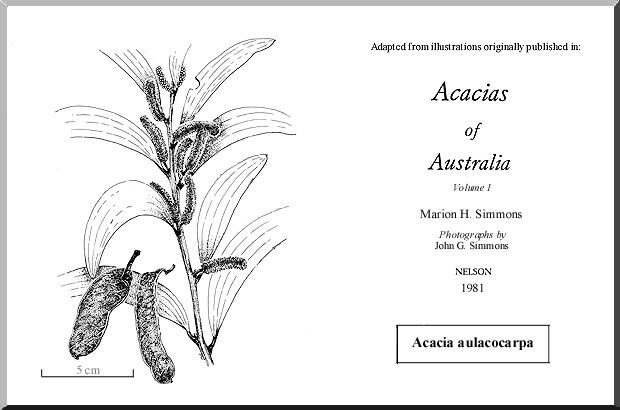 Acacia aulacocarpa Acacia aulacocarpa WATTLE
