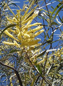 Acacia aulacocarpa httpsuploadwikimediaorgwikipediacommonsthu