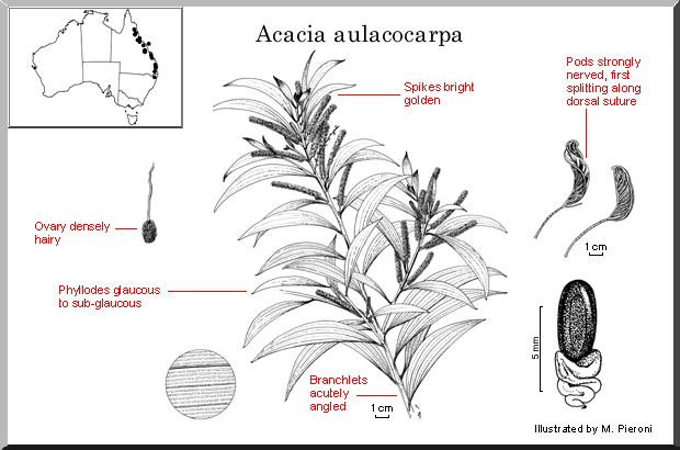 Acacia aulacocarpa Acacia aulacocarpa WATTLE