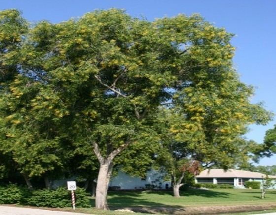 Acacia auriculiformis Acacia Auriculiformis