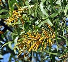 Acacia auriculiformis httpsuploadwikimediaorgwikipediacommonsthu