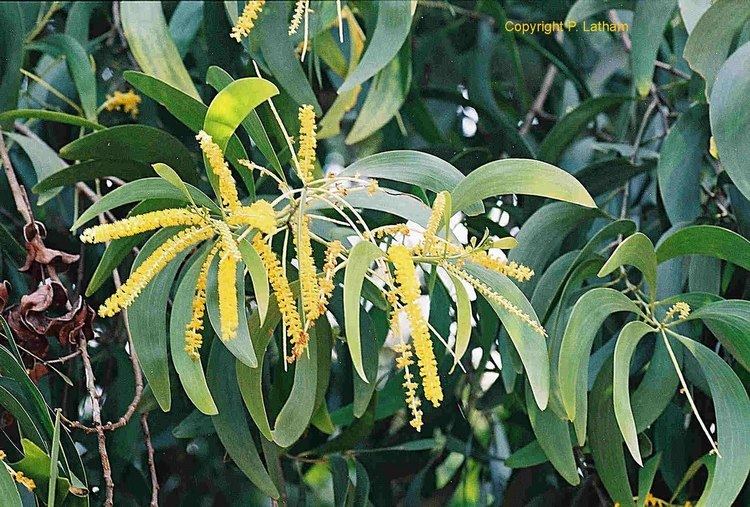 Acacia auriculiformis earleaf acacia Acacia auriculiformis ACunn ex Benth