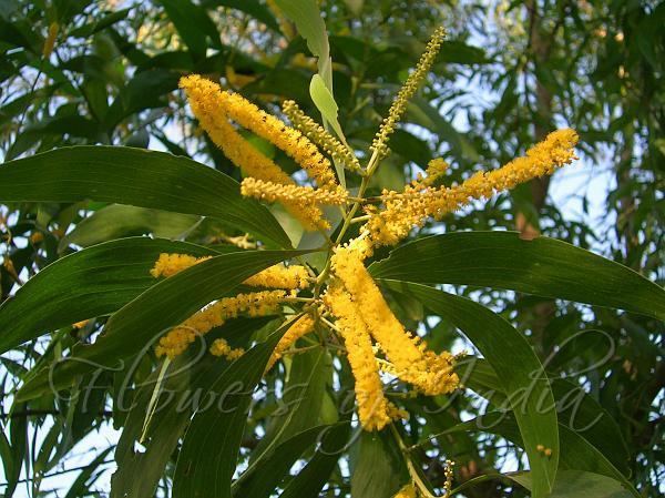 Acacia auriculiformis Acacia auriculiformis Earleaf Acacia