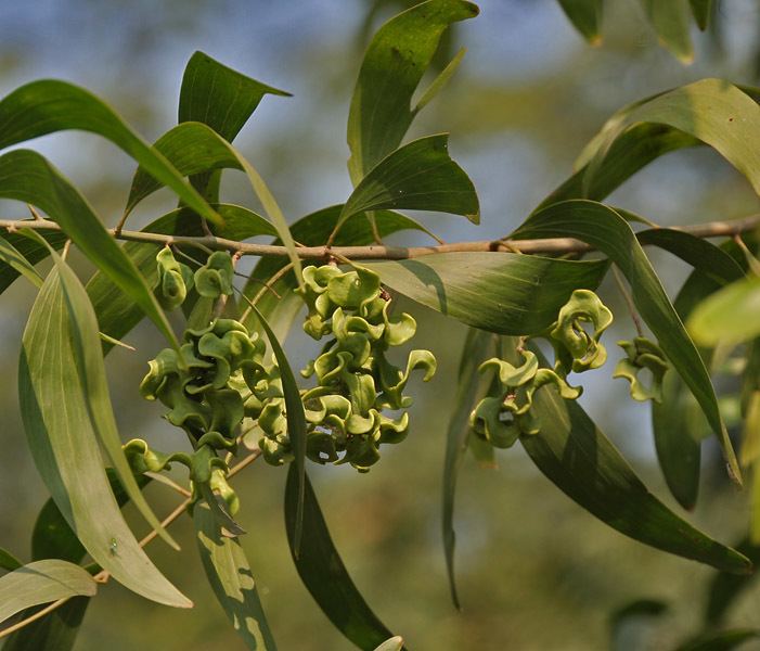Acacia auriculiformis Acacia auriculiformis Hortipedia