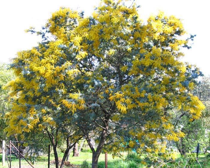 Acacia baileyana 1000 images about Acacia baileyana on Pinterest Key west florida