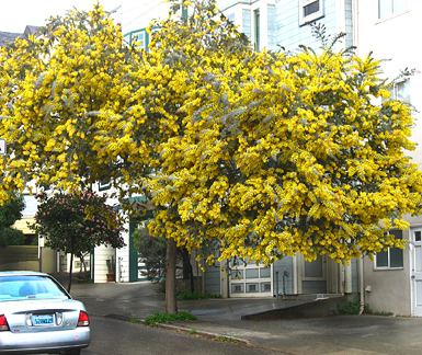 Acacia baileyana Acacia baileyana Purpurea Purple Fernleaf Wattle Leafland