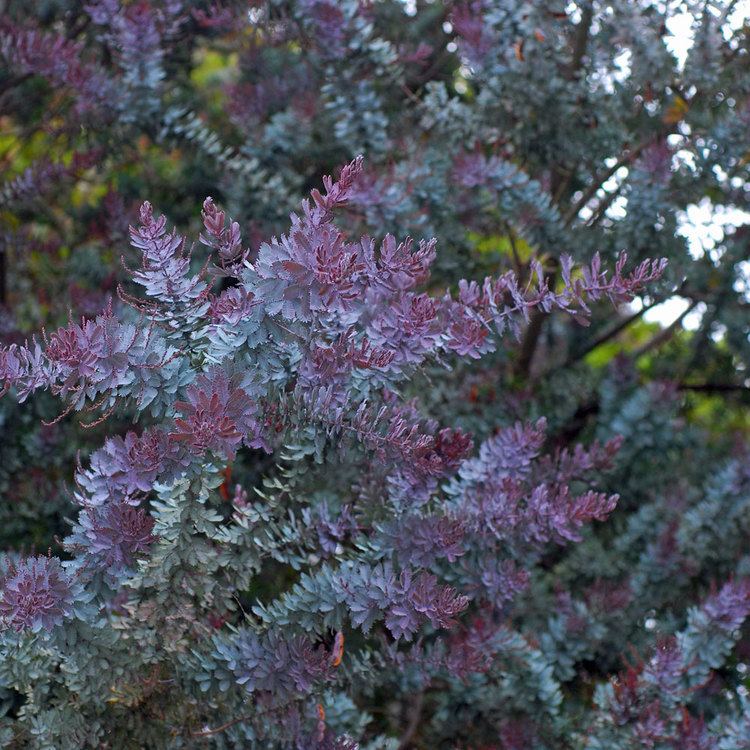 Acacia baileyana Australian Seed ACACIA baileyana quotpurpureaquot