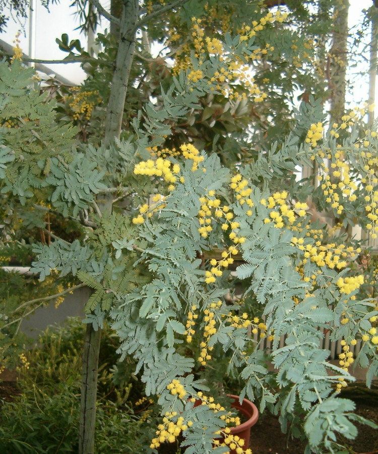 Acacia baileyana 1000 images about Acacia baileyana on Pinterest Key west florida