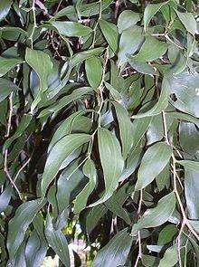 Acacia bakeri httpsuploadwikimediaorgwikipediacommonsthu