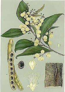 Acacia binervata httpsuploadwikimediaorgwikipediacommonsthu