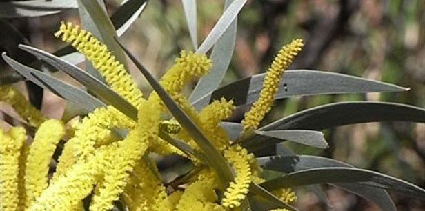 Acacia binervia Coastal Myall Plant Guide Lifestyle HOME