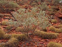 Acacia bivenosa httpsuploadwikimediaorgwikipediacommonsthu