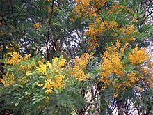 Acacia blayana httpsuploadwikimediaorgwikipediacommonsthu