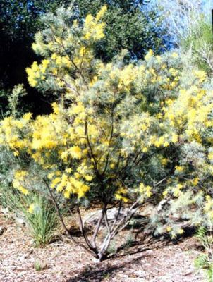 Acacia boormanii Acacia boormanii Australian Native Plants Plants 8007016517