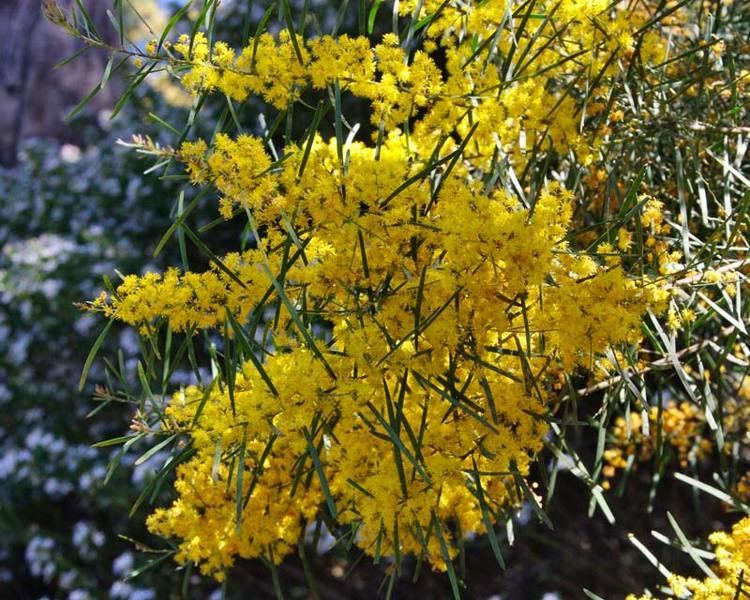 Acacia boormanii GardensOnline Acacia boormannii