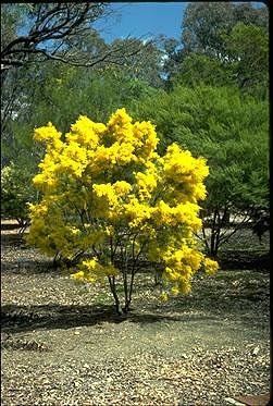 Acacia boormanii Australian National Botanic Gardens Growing Acacia