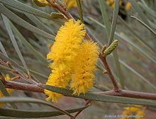 Acacia brachystachya httpsuploadwikimediaorgwikipediacommonsthu