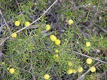 Acacia brownii httpsuploadwikimediaorgwikipediacommonsthu