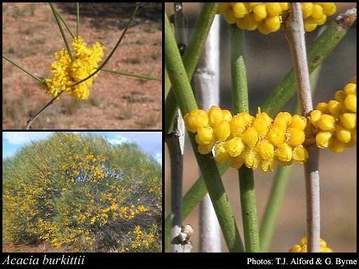 Acacia burkittii Acacia burkittii Benth FloraBase Flora of Western Australia