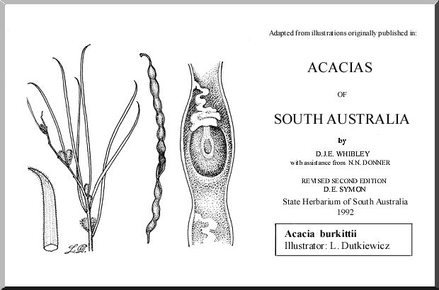 Acacia burkittii Acacia burkittii WATTLE