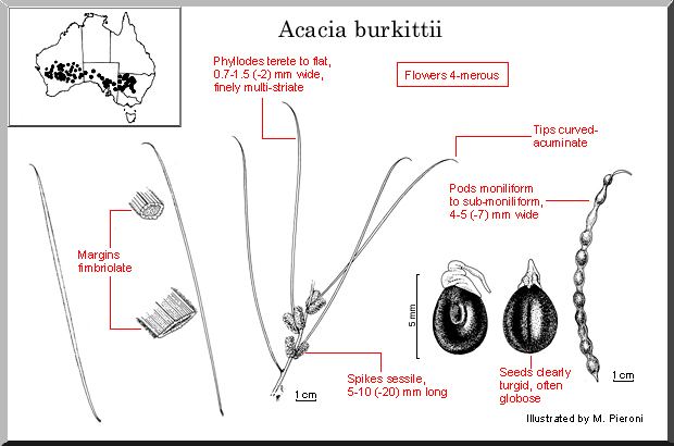 Acacia burkittii Acacia burkittii WATTLE
