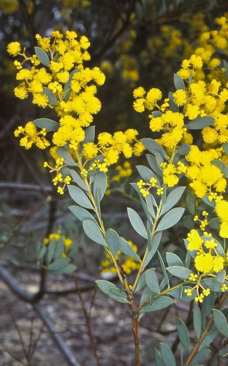 Acacia buxifolia Acacia buxifolia subsp buxifolia Boxleaf Wattle at Batemans Bay