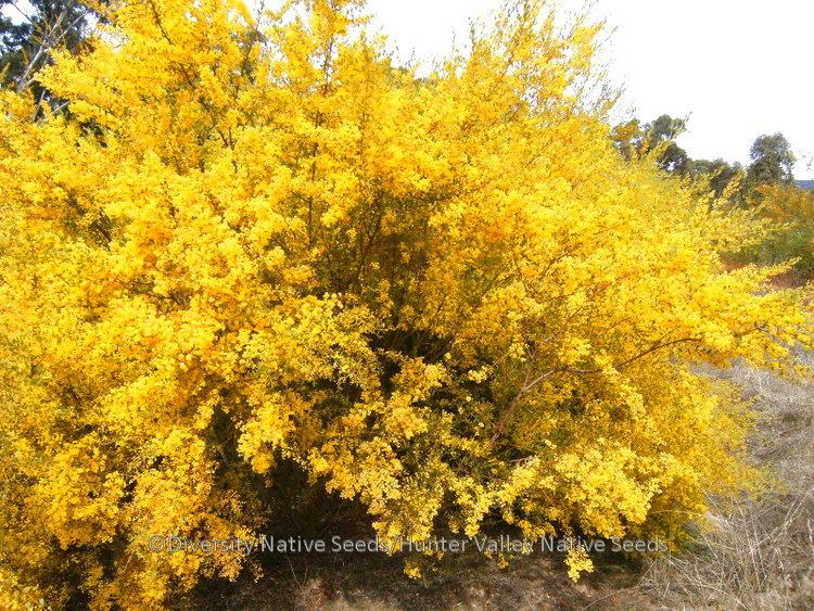 Acacia buxifolia Acacia buxifolia boxleaf wattle Diversity Native Seeds