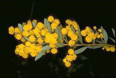 Acacia buxifolia Acacia buxifolia