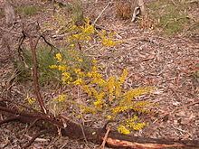 Acacia buxifolia httpsuploadwikimediaorgwikipediacommonsthu