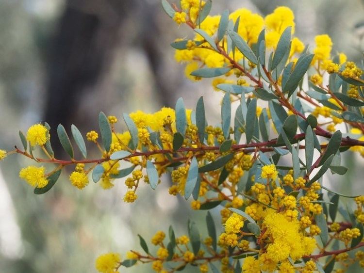 Acacia buxifolia Acacia buxifolia subsp buxifolia Boxleaf Wattle at Black