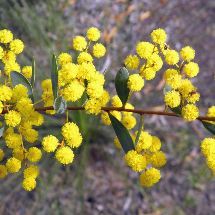 Acacia buxifolia Australian Seed ACACIA buxifolia