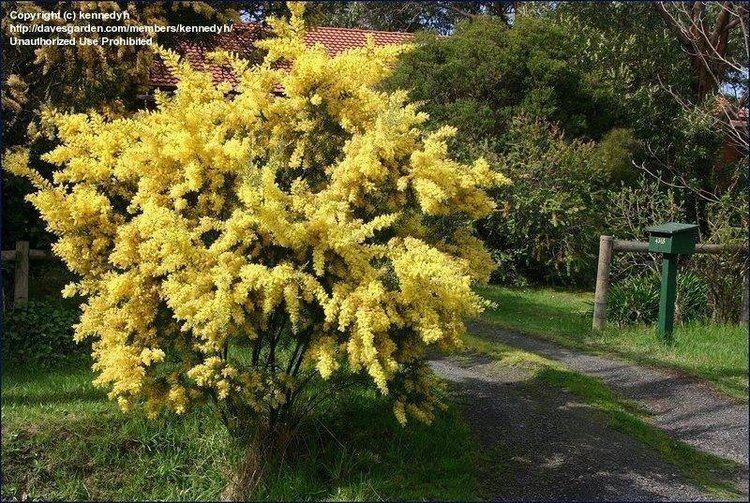 Acacia buxifolia PlantFiles Pictures Boxleaved Wattle Acacia buxifolia by kennedyh