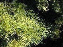 Acacia caesiella httpsuploadwikimediaorgwikipediacommonsthu