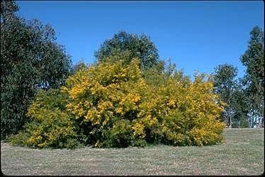 Acacia cardiophylla Australian National Botanic Gardens Growing Acacia