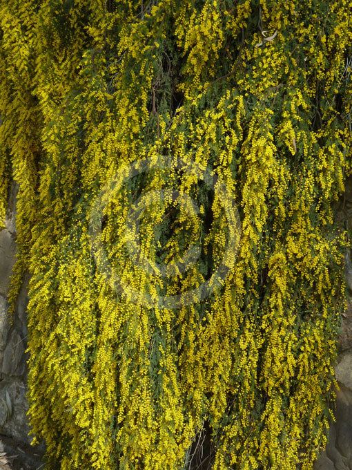 Acacia cardiophylla Acacia cardiophylla Gold Lace Gold Lace Wattle information amp photos