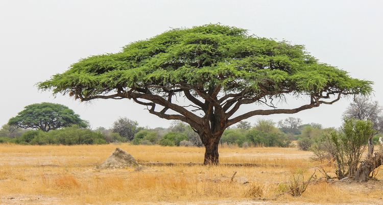 Acacia 10 Things You Didn39t Know About African Acacia Trees AFKTravel