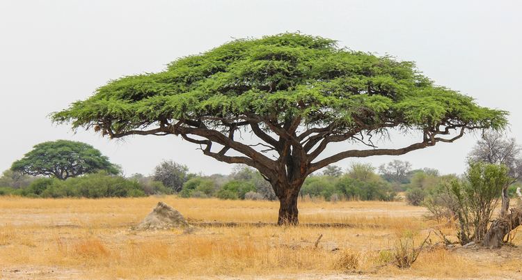 Acacia - Alchetron, The Free Social Encyclopedia